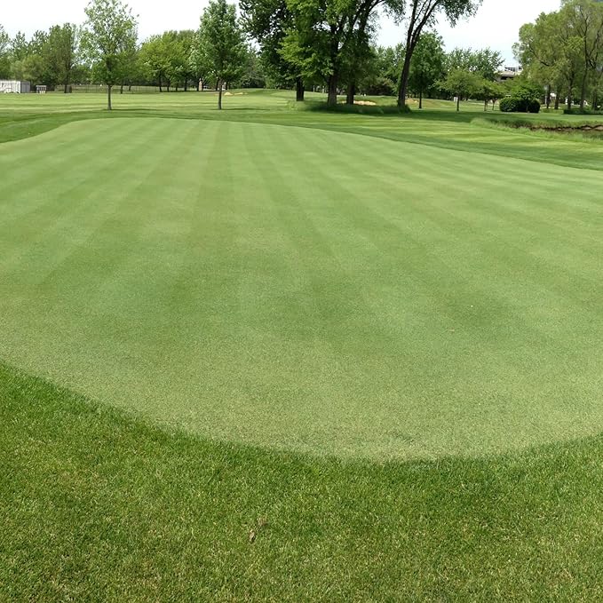Outsidepride V8 Creeping Bentgrass Seed - 1 lb Fine-Bladed, Premium Quality Turf, Grass Seeds for Smooth Surface, & High-Traffic Areas, Ideal Grass for Golf Courses Putting Greens, & Fairways