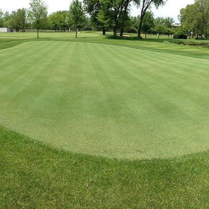 Outsidepride V8 Creeping Bentgrass Seed - 2 lbs. Fine-Bladed, Premium Quality Turf, Grass Seeds for Smooth Surface, & High-Traffic Areas, Ideal Grass for Golf Courses Putting Greens, & Fairways