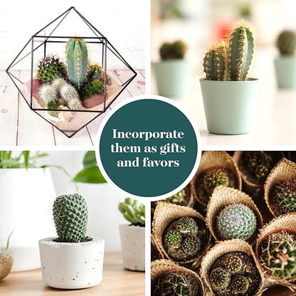 Shop Succulents Premium Live Mini Cactus Plants in Bulk 2" Pots, Easy Care Indoor or Outdoor Gardening, Terrariums, Favors, & Contemporary Spaces with Hardy, Resilient Varieties, Pack of 32