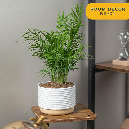 Costa Farms Parlor Palm, Neanthebella Tropical Live Plant, Easy to Grow Palm Houseplant Potted in Décor Plant Pot, Unique Plant Lover Gift, Living Room Home and Office Décor, 1 Foot Tall