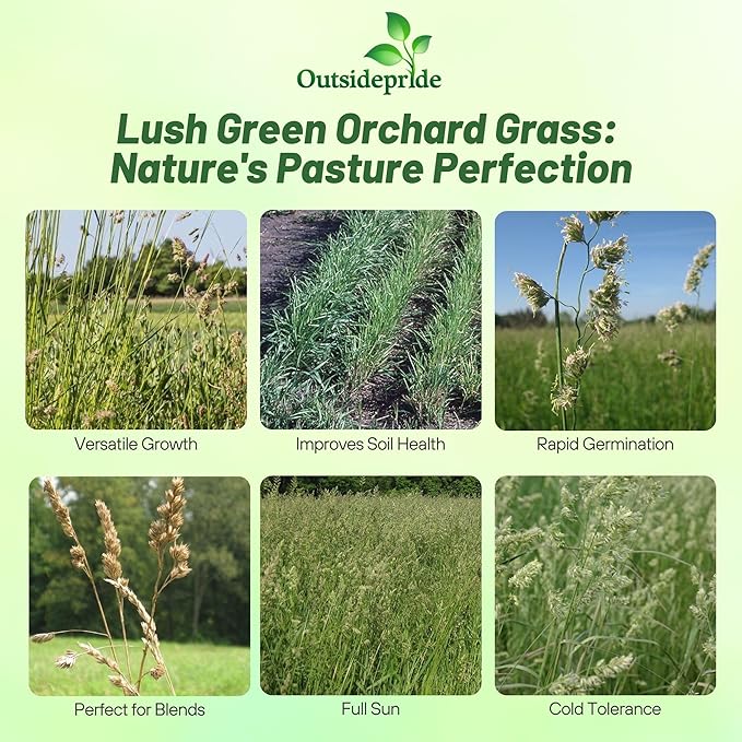 Outsidepride Grazer Orchard Pasture Grass Seed - 50 Lbs. Perennial, Drought & Shade Tolerant, Winter Hardy Fescue Seed for Hay, Grazing, Silage, Greenchop, Goat Feed, & Lawn Use