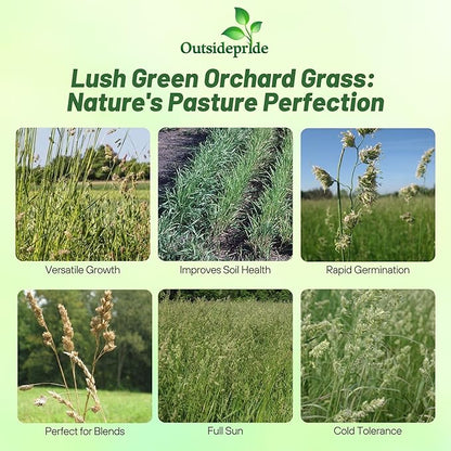 Outsidepride Grazer Orchard Pasture Grass Seed - 25 Lbs. Perennial, Drought & Shade Tolerant, Winter Hardy Fescue Seed for Hay, Grazing, Silage, Greenchop, Goat Feed, & Lawn Use
