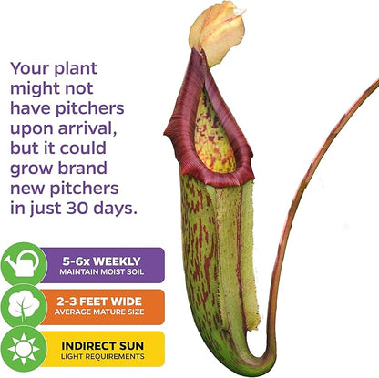Miranda Carnivorous Pitcher Plant - Nepenthes Miranda - Wellspring Gardens Starter Plant - Unique & Exotic Tropical for Indoor/Outdoor Growing & Planting - Easy to Grow, Great for Nature Lovers