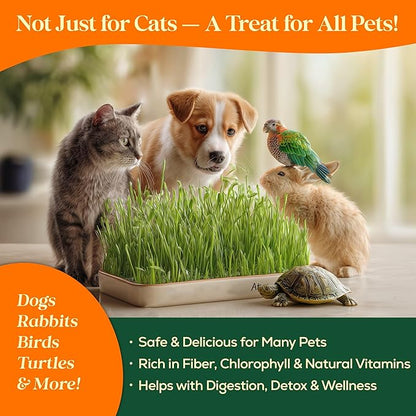 Cat Grass Seed Mix – 16 oz Pack with 20,500 Non-GMO Heirloom Seeds for Cats, Barley, Oat, Rye & Wheatgrass for Indoor Growing, Fresh Pet Grass for Digestion & Hairball Control