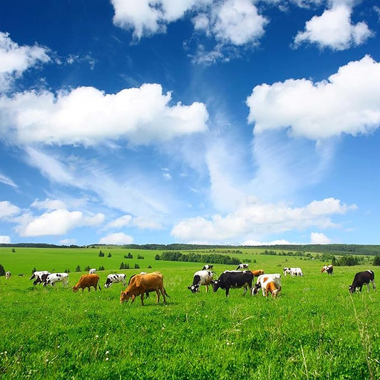 Outsidepride All-Purpose Pasture Seed Mix - 25 lb. Perennial, Drought-Tolerant & Fast-Growing, Pasture Seeds for Planting Abundant Forage Grass & Clover, Great for Grazing Livestock & Hay Production