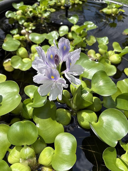 Water Hyacinth - Eichhornia crassipes - Live Plants for Pond, Floating Aquatic Garden Plants - 1 Plant