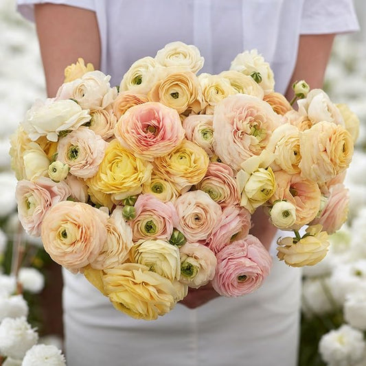 Eden Brothers Ranunculus Bulbs - Wedding Pastel