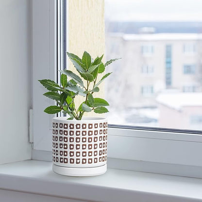 D'vine Dev Set of 2 Ceramic Planter Pots with Drainage Hole and Saucer, 4.5 Inch Plant Pots for Plants Indoor Houseplants, White, 99-Z-A-1-V