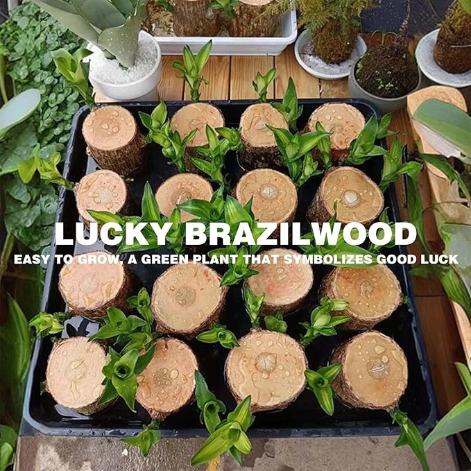 2025 New Lucky Brazilian Wood Potted Plant, Mini Brazil Wood Hydroponic Plant, Desktop Decoration with Plastic Tray