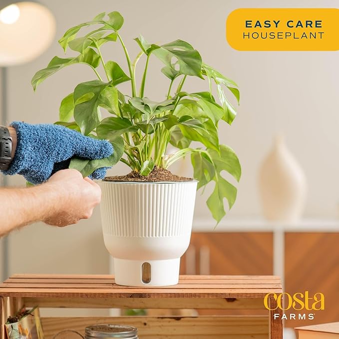 Costa Farms Mini Monstera Live Plant in Self Watering Pot, Indoor Houseplant, Perfect for Home, Room, or Office Decor, Great House Warming or Birthday Gift, 12-18 Inches Tall