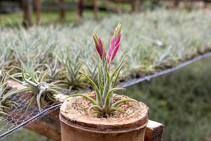 Tillandsia Caput Medusae Air Plants - Live Succulent House Plants - Available in Wholesale and Bulk - Home and Garden Decor - Easy Care Indoor/Outdoor Air Plant (Pack of 1)