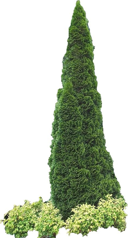 Four Pack of Emerald Arborvitaes - Evergreen Privacy Hedge - 4 Live Plants Shipped 1 to 2 Feet Tall by DAS Farms (No California)