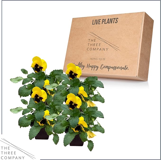 Live Healthy Flowering Pansies - Yellow Blotch (4 Plants Per Pack), Beautiful Fall Color, 6" Tall by 4" Wide in 1 Pint Square Pot