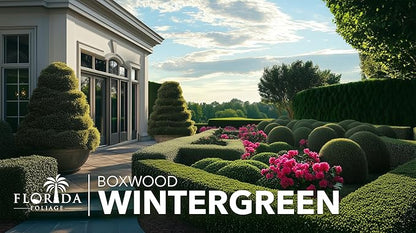 Wintergreen Boxwood | 1 Large Gallon Size Plant | Buxus Microphylla | Evergreen Shrub, Dense Foliage, Formal Garden, Low Maintenance, Privacy Hedge, Year-Round Interest, Landscaping Shrub