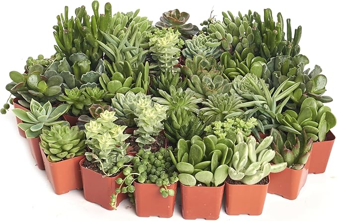 Shop Succulents Verde Succulent Plant Pack Bulk Collection - Live Mini Succulent Plants, Low Maintenance, Mix of Green Succulents & Textures - Wedding and Party Favors, Gift & Garden, Pack of 64