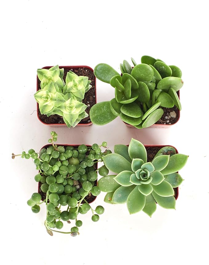 Shop Succulents | Verde Collection | Assortment of Hand Selected, Fully Rooted Live Indoor Green Succulent Plants, 4-Pack