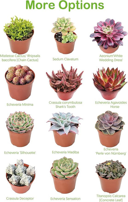 Live Succulents 'Baby Toes' (4-inch), Succulent Plants Fully Rooted in Pots with Soil, Easy-Care House Plant for DIY, Home Office Decor, Wedding Party Favor