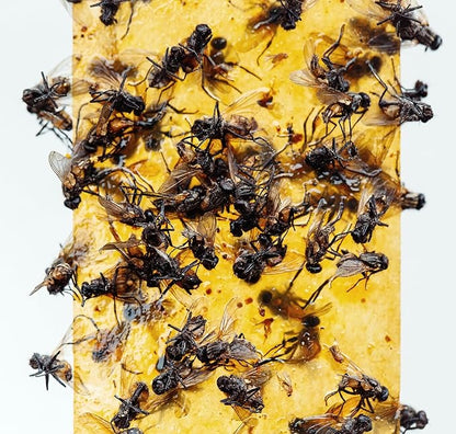 Gideal 4-Pack Yellow Sticky Traps for Indoor/Outdoor Use, Gnat Trap for Flying Plant Insect