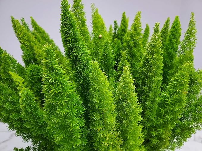 Foxtail Fern Plant - Live Asparagus Fern - 3 Gallon Pot - Overall Height 20" to 24" - Tropical Plants of Florida (Plant Only)