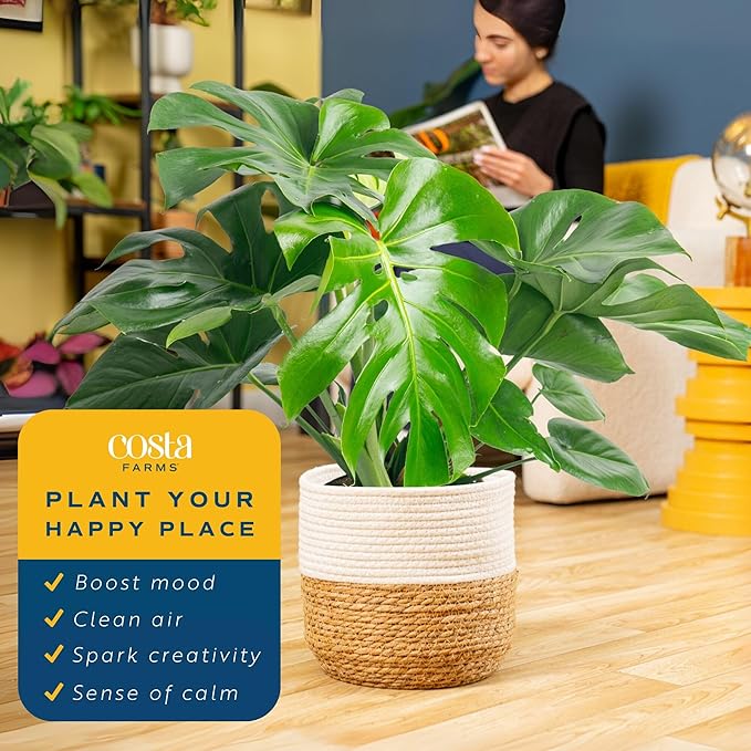 Costa Farms Monstera Swiss Cheese Plant, Live Indoor Plant, Easy to Grow Split Leaf Houseplant in Indoors Nursery Plant Pot, Housewarming, Decoration for Home, Office, and Room Decor, 2-3 Feet Tall