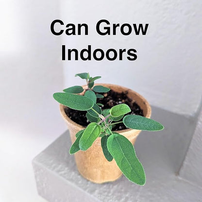 Lemon Eucalyptus (Corymbia citriodora) Live Plant - Fragrant Indoor/Outdoor Plant with Natural Insect Repellent Citronella Oil (4 eucal-Lemon sacs)