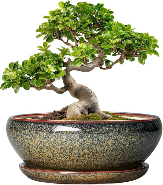 SQOWL Bonsai Planter - 10 Inch Ceramic Succulent Pots, Shallow Plant Pot Indoor with Drainage Hole and Saucer, Ceramic Bonsai Pots, Round Planter Bowl Outdoor, House Decor, Plant Lover Gifts, Brown