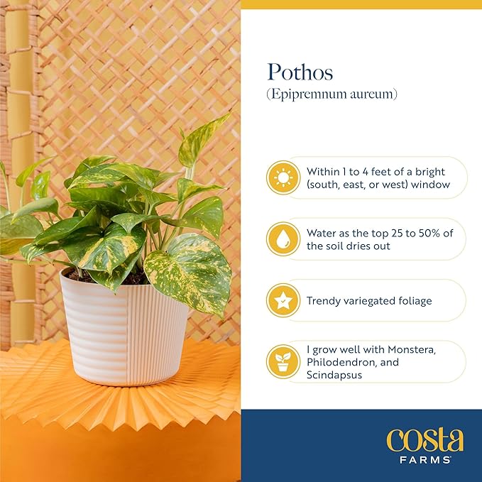 Costa Farms Lemon Meringue Pothos Live Plant in Self Watering Pot, Indoor Houseplant, Perfect for Home, Room, or Office Decor, Great House Warming or Birthday Gift, 10-12 Inches Tall