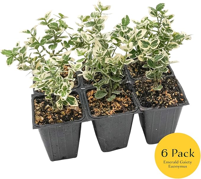 6 Emerald Gaiety Euonymus in 3.5" Nursery Cubes | Euonymus fortunei ‘Emerald Gaiety’ | Live Plants | Variegated Evergreen Shrub for Borders, Groundcover & Containers