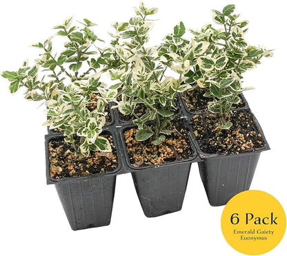 6 Emerald Gaiety Euonymus in 3.5" Nursery Cubes | Euonymus fortunei ‘Emerald Gaiety’ | Live Plants | Variegated Evergreen Shrub for Borders, Groundcover & Containers
