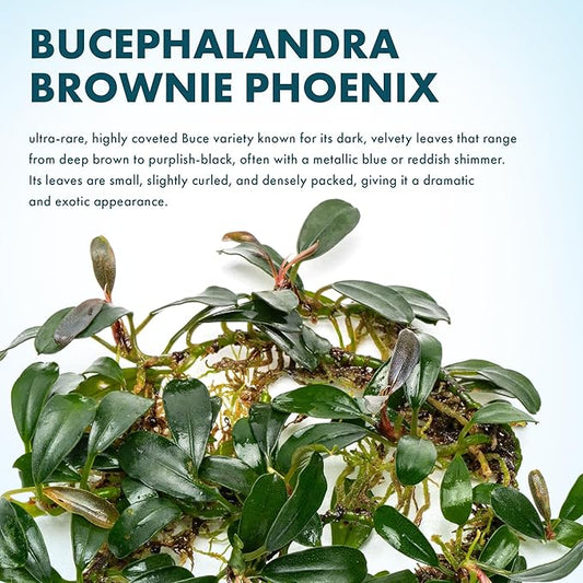 SubstrateSource Bucephalandra Brownie Phoenix Live Aquarium Plant - Natural Freshwater Fish Tank Decorations, Aquatic Decor (Plant (10-15 Leaves))