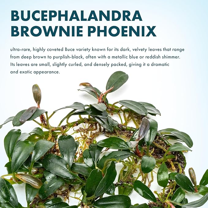 SubstrateSource Bucephalandra Brownie Phoenix Live Aquarium Plant - Natural Freshwater Fish Tank Decorations, Aquatic Decor (Small Clump (3-5 Plants))