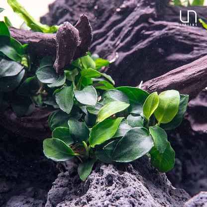Ultum Nature Systems Live Tissue Culture - Anubias Nana Petite (Anubias barteri 'Nana') - Easy - Low to Medium Light - Dark Green Accent - Foreground - 100% Snail Free Grown in-Vitro