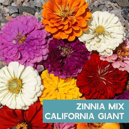 Zinnia Flower ~ 3000 Seeds California Giant Mix & Lilliput Semi-Dwarf Mix – Heirloom, Non-GMO Annuals – Colorful Blooms for Pollinators & Cut Flowers – Easy to Grow, Heat & Drought Tolerant