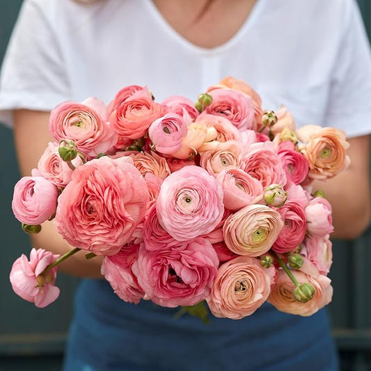 Eden Brothers Ranunculus Bulbs - Romantic Mix