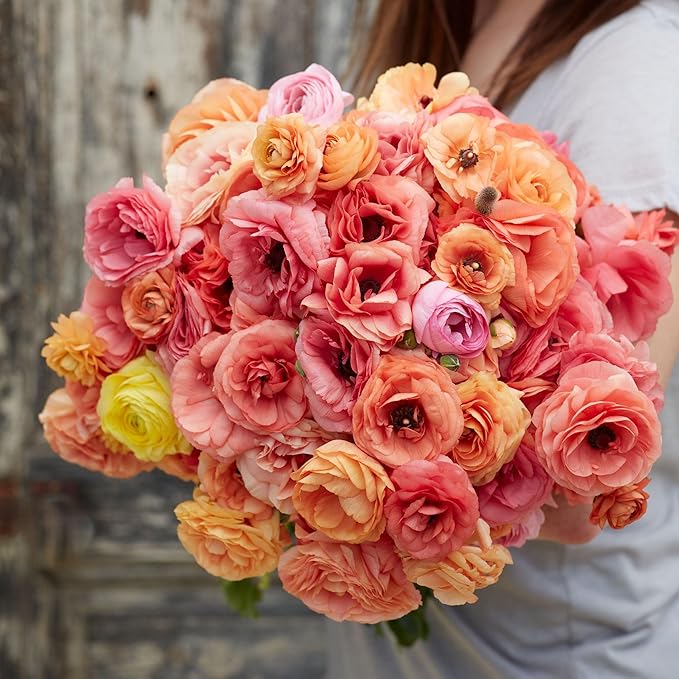 Eden Brothers Ranunculus Bulbs - Salmon
