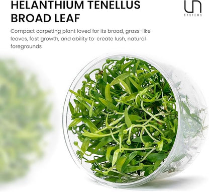 Ultum Nature Systems Live Tissue Culture - Helanthium tenellum 'Broad Leaf' - Easy - Medium to High Light - Bright Green Accent - Foreground - 100% Snail Free Grown in-Vitro - Regular Cup