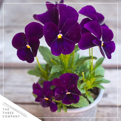 Live Healthy Flowering Pansies - Purple (4 Plants Per Pack), Beautiful Fall Color, 6" Tall by 4" Wide in 1 Pint Square Pot