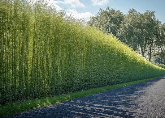 100 Hybrid Willow Trees - Fast Privacy Trees or Shade - Space 1-2 Feet Apart - Austree Willow Grow 6-10 Feet Per Year - Privacy Hedge