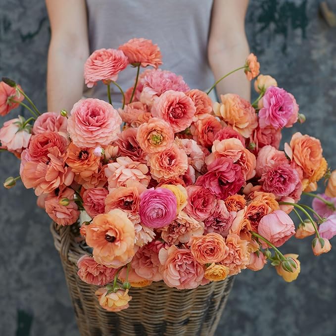 Eden Brothers Ranunculus Bulbs - Champagne