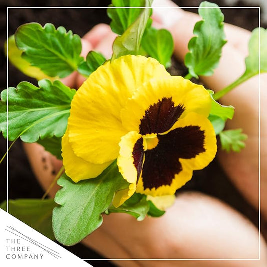 Live Healthy Flowering Pansies - Yellow Blotch (4 Plants Per Pack), Beautiful Fall Color, 6" Tall by 4" Wide in 1 Pint Square Pot