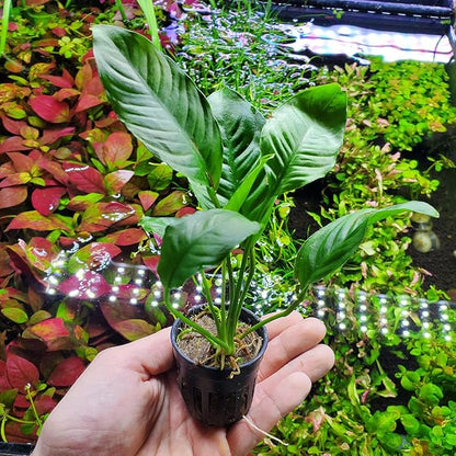 SubstrateSource Anubias Live Aquarium Plants - Potted Freshwater Plant for Fish Tanks, Terrariums - Beginner Friendly Low Light (Heterophylla, 3 Pots)