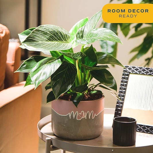 Costa Farms Philodendron Birkin Live Plant in Decorative Pot, Air Purifying Indoor Houseplant, Perfect for Home, Room, or Office Decor, Great House Warming or Birthday Gift, 12-18 Inches Tall