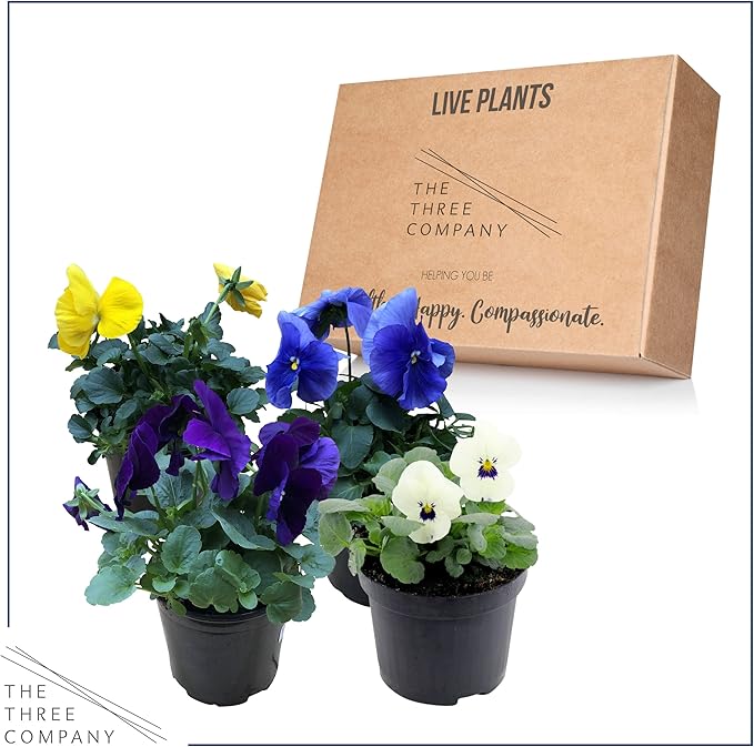 Live Healthy Flowering Pansies - Assorted Colors (4 Plants Per Pack), Beautiful Fall Color, 6" Tall by 4" Wide in 1 Pt Pot