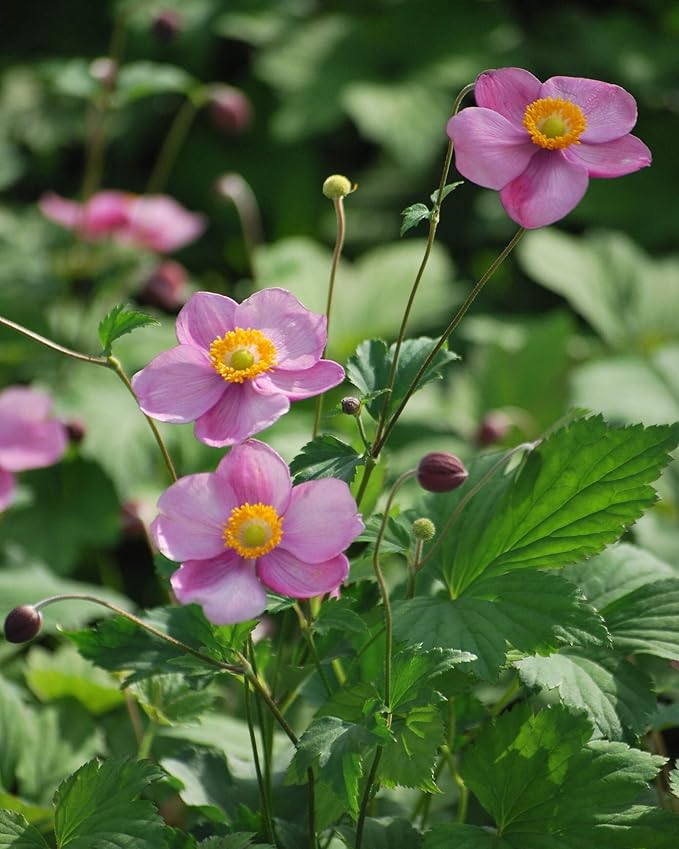 Perennial Farm Anemone Tomentosa 'Robustissima' – Live Windflower Perennial in #1 Container, Soft Pink Blooms, Vigorous & Hardy, Long Blooming, Deer Resistant, Ideal for Borders & Late Summer Color