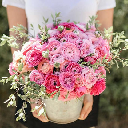 Eden Brothers Ranunculus Bulbs - Pink Confetti Mix