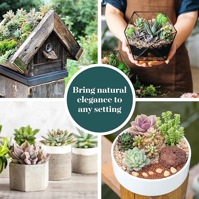 Shop Succulents Assorted Succulent Plant Pack Bulk Collection - Live Mini Succulent Plants, Low Maintenance, Mixture of Colors & Textures - Wedding and Party Favors, Gift & Garden, Pack of 40