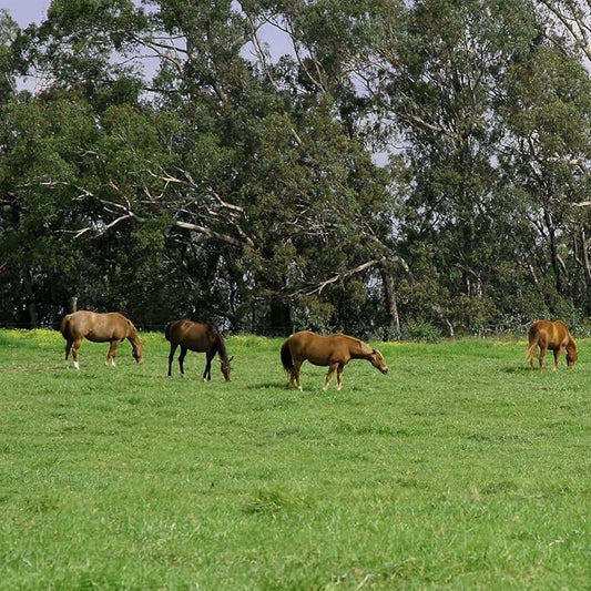 Outsidepride All-Purpose Pasture Seed Mix - 50 lb. Perennial, Drought-Tolerant & Fast-Growing, Pasture Seeds for Planting Abundant Forage Grass & Clover, Great for Grazing Livestock & Hay Production