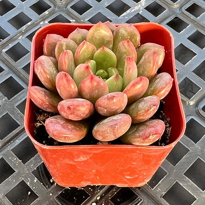 Sprout N Green Sedeveria Pink Ruby, Live Succulent Plant Fully Rooted in 2" Pot, Real House for Indoor Outdoor Home Office Wedding Decoration Party Favor