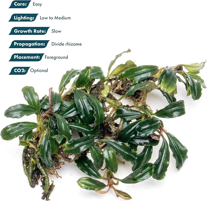 SubstrateSource Bucephalandra Lamandau Mini Purple Live Aquarium Plant - Natural Freshwater Fish Tank Decorations and Aquatic Decor (Plant (10-15 Leaves))