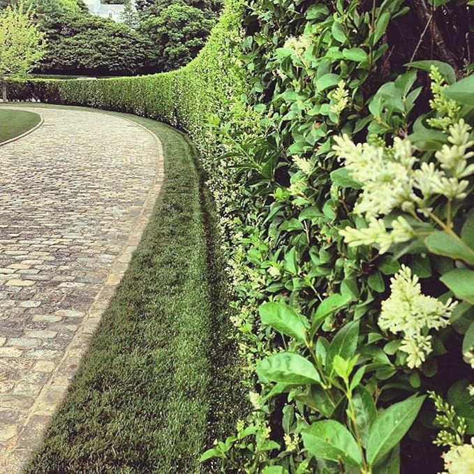 Curled Leaf Privet | 3 Live Quart Size Plants | Ligustrum Japonicum Recurvifolium, Evergreen Flowering Privacy Hedge, Ornamental Shrub for Lush Landscapes